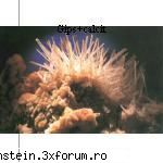 Mineralogia Florile de mina - mnovicov - Minerit -  Geologie